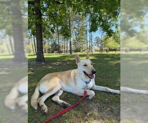 COCO - Female Labsky Dog for Adoption - Photo #3