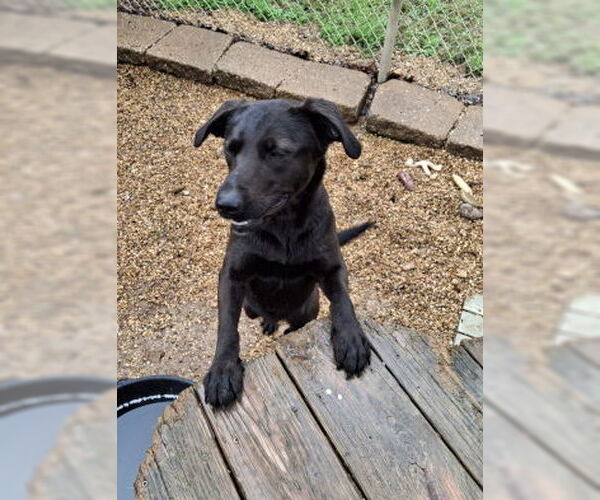 Medium Photo #2 Labrador Retriever-Unknown Mix Puppy For Sale in Mountain View, AR, USA