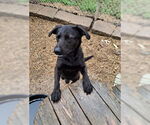 Small #1 Labrador Retriever Mix
