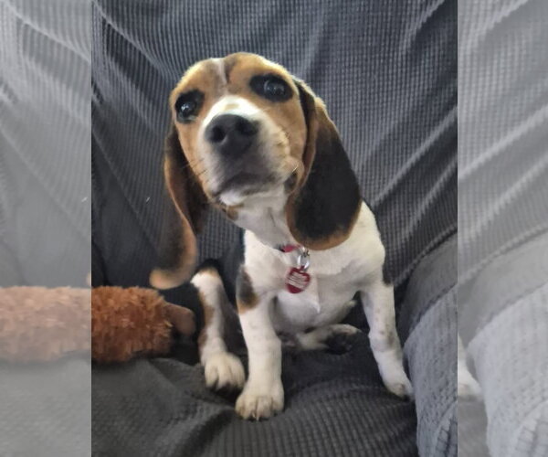 Medium Photo #9 Beagle Puppy For Sale in Dunnellon, FL, USA