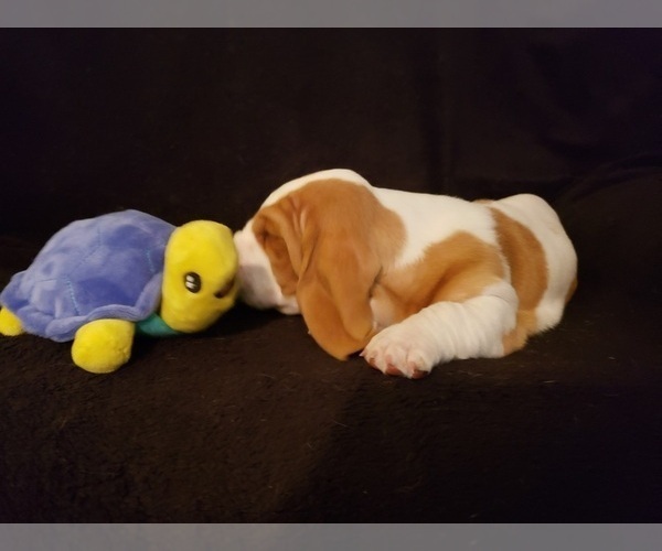 Medium Photo #3 Basset Hound Puppy For Sale in CLAREMORE, OK, USA