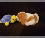 Small Photo #3 Basset Hound Puppy For Sale in CLAREMORE, OK, USA