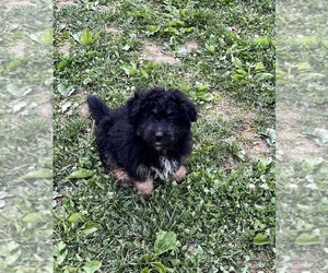 Aussiedoodle Miniature  Puppy for sale in ASHLAND, OH, USA