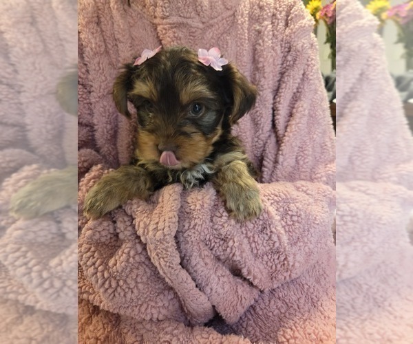 Medium Photo #21 Yorkshire Terrier Puppy For Sale in RHOADESVILLE, VA, USA