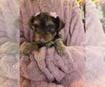 Small Photo #22 Yorkshire Terrier Puppy For Sale in RHOADESVILLE, VA, USA