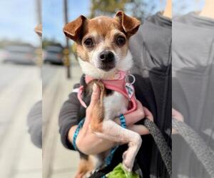 Chihuahua Dogs for adoption in Santa Cruz, CA, USA