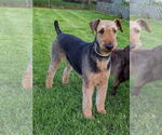 Small Airedale Terrier Mix