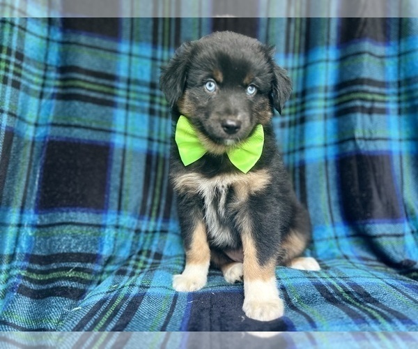 Medium Photo #5 Miniature Australian Shepherd Puppy For Sale in LAKELAND, FL, USA