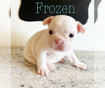 Small Photo #17 French Bulldog Puppy For Sale in EUGENE, OR, USA