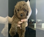 Puppy Puppy 4 Poodle (Miniature)