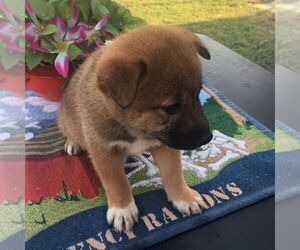 Shiba Inu Puppy for sale in INALA, OK, USA