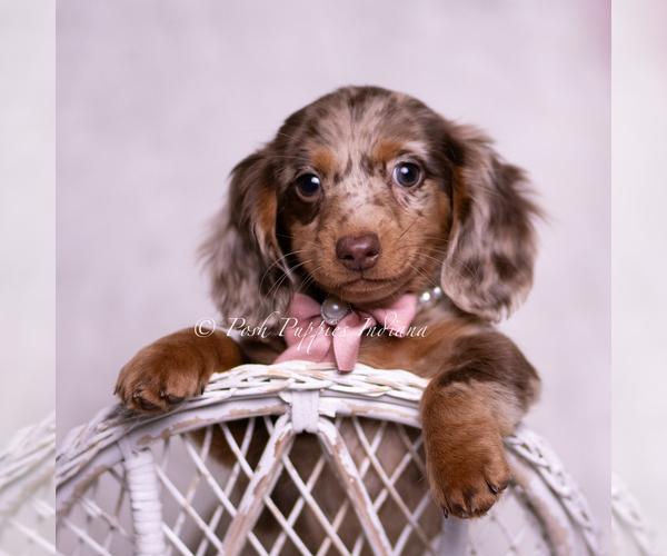 Medium Photo #7 Dachshund Puppy For Sale in WARSAW, IN, USA