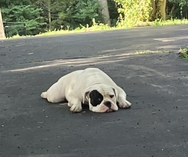 Medium Photo #31 American Bulldog Puppy For Sale in PARIS, TN, USA