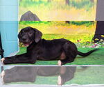 Small #2 Labrador Retriever Mix