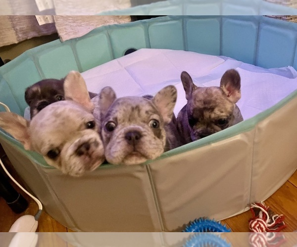 Medium Photo #1 French Bulldog Puppy For Sale in PHILADELPHIA, PA, USA