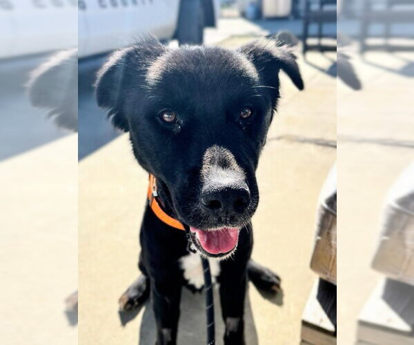 Medium Photo #2 Border Collie-Unknown Mix Puppy For Sale in Woodland, CA, USA