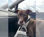 Small #2 American Staffordshire Terrier Mix