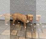 Small #2 Mutt