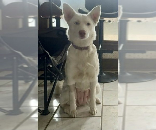 Medium Photo #1 Siberian Husky-Unknown Mix Puppy For Sale in Columbus, IN, USA