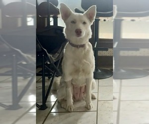 Siberian Husky-Unknown Mix Dogs for adoption in Columbus, IN, USA