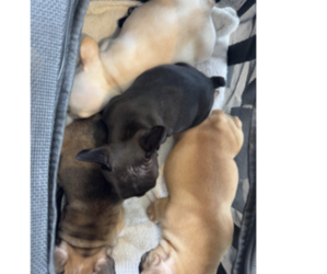 French Bulldog Puppy for Sale in WOODRUFF, South Carolina USA