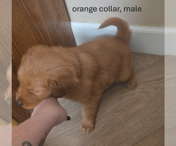 Medium Photo #3 Golden Retriever Puppy For Sale in EXETER, CA, USA