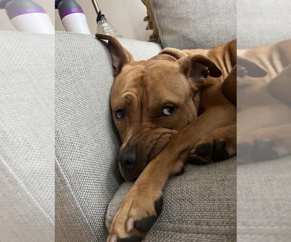 Medium Photo #2 Mutt Puppy For Sale in Tenafly, NJ, USA