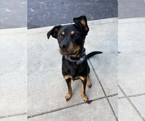 LLP Witcher : Geralt (Otto) - Male Beagle-Unknown Mix Dog for Adoption - Photo #3