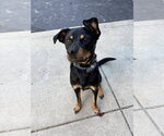 Small Photo #3 Beagle-Unknown Mix Puppy For Sale in Aurora, IN, USA
