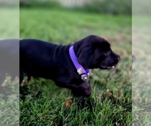 Medium Photo #2 Cane Corso-Doberman Pinscher Mix Puppy For Sale in MODESTO, CA, USA
