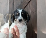 Puppy Puppy 3 Bernedoodle (Miniature)