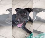 Small American Pit Bull Terrier Mix