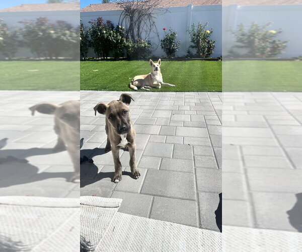 Medium Photo #1 American Staffordshire Terrier-Unknown Mix Puppy For Sale in Dana Point, CA, USA