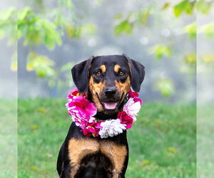 Mutt Dogs for adoption in Unionville, PA, USA