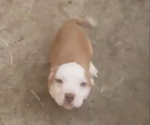 Small Photo #4 American Bully Puppy For Sale in EUGENE, OR, USA