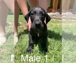 Small Photo #3 Great Dane Puppy For Sale in PULASKI, MS, USA