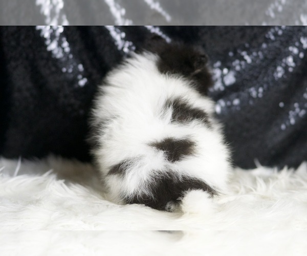 Medium Photo #7 Pomeranian Puppy For Sale in WARSAW, IN, USA