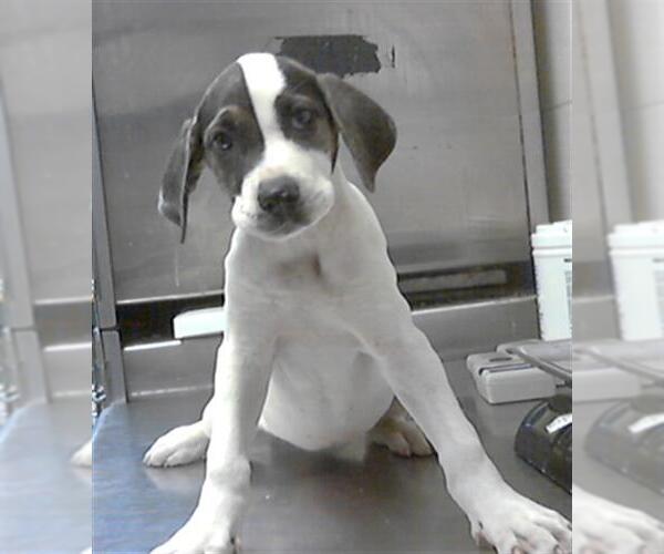 Medium Photo #1 Great Dane-Labrador Retriever Mix Puppy For Sale in Fayetteville, NC, USA