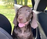 Small Vizsla-Weimaraner Mix