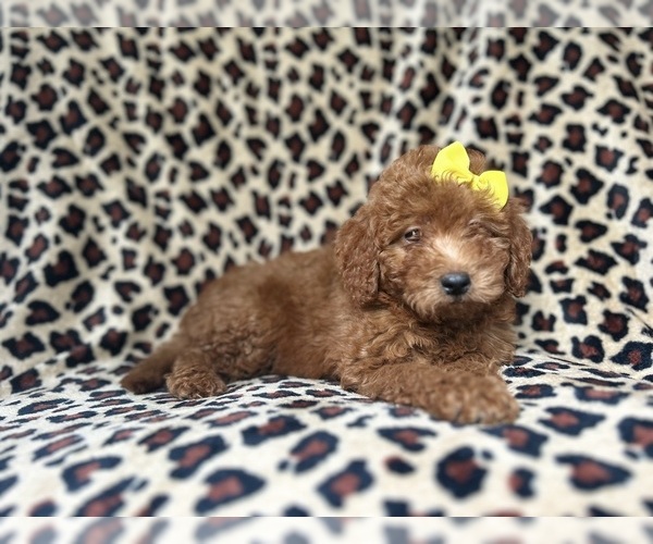 Medium Photo #5 Goldendoodle (Miniature) Puppy For Sale in LAKELAND, FL, USA
