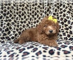 Small #4 Goldendoodle (Miniature)