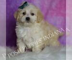 Puppy Lil Man Maltipoo (Miniature)