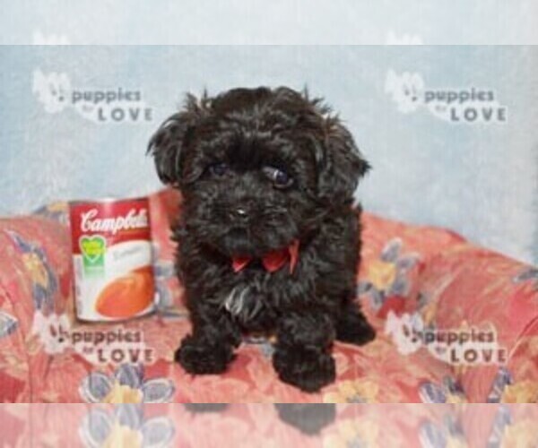 Medium Photo #17 Maltipoo Puppy For Sale in SANGER, TX, USA