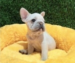 Small #1 French Bulldog