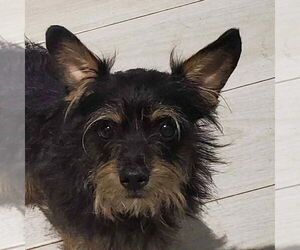Cairn Terrier Dogs for adoption in Canton, CT, USA