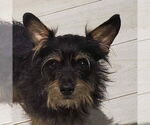 Small Cairn Terrier