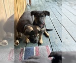 Puppy Red German Shepherd Dog