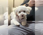Small Maltipoo