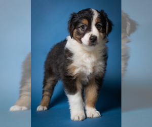 Miniature American Shepherd Puppy for sale in NEW CONCORD, OH, USA