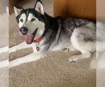 Small Siberian Husky